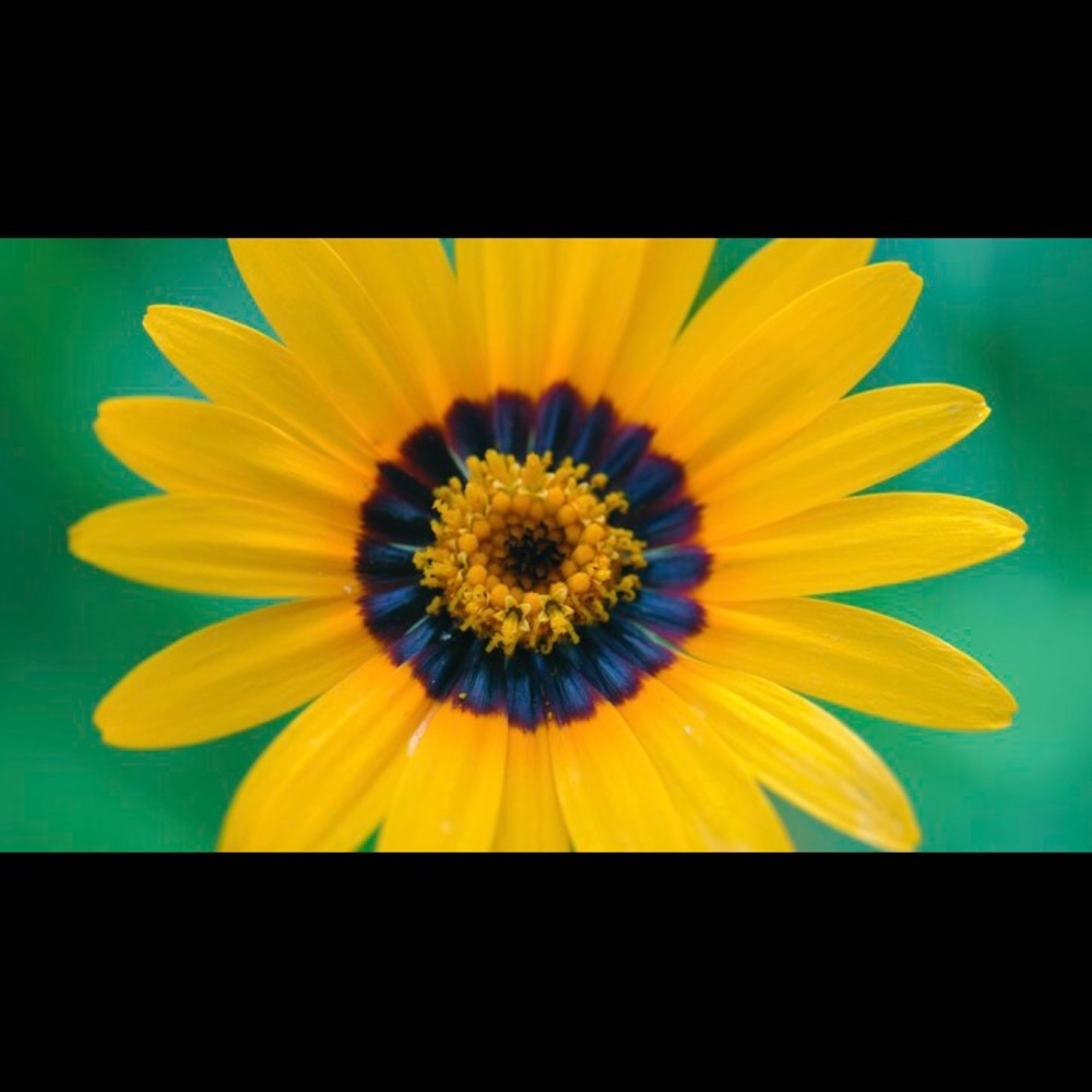 Meet your Posher, Boo